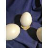 Яйце із пластмаси 100 мм 